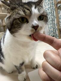 指をペロリした猫さん　予想外なリアクションに思わず笑ってしまう