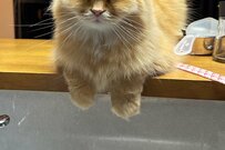 「想像以上のキレ具合」【4万いいね】カウンター上の猫さんが…