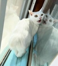「何か言いながら走ってるみたい」白猫ちゃんの躍動感あふれる謎ポーズにほっこり