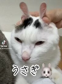  【変身する猫ちゃん】「あなたはどれが好き？」いろいろな動物に変身する姿がかわいいとSNSで話題