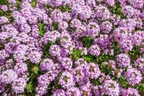 【暑さに強いグランドカバー】植えっぱなしで雑草対策できる《多年草・低木》6選＆選び方のコツ