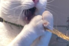 「あのトラウマ絵画」「進撃の猫」目力が強い元野良猫さんが話題