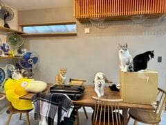 「いつなんどきも可愛い」テーブルにのる猫をよく見ると　思わず愛おしくなる光景に悶絶の声