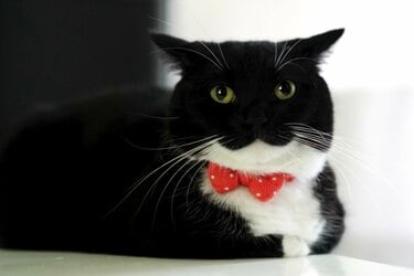 ドキドキしちゃう！】蝶ネクタイ姿の猫さんがジッと見つめてくれる動画