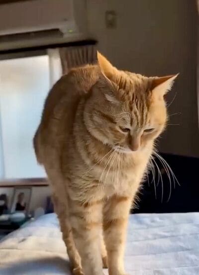 立ち上がったぷりんちゃん