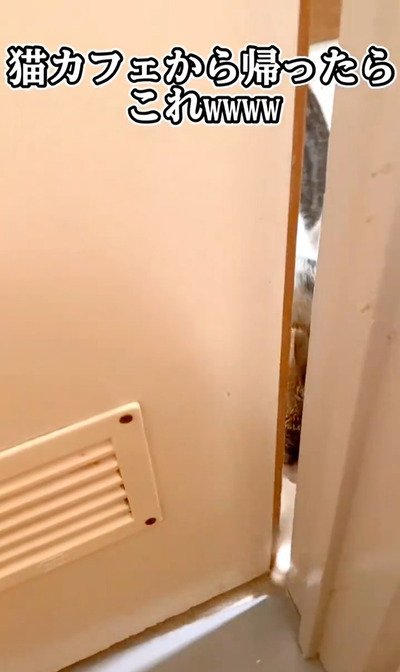 トイレの隙間から覗いている、猫のこたろうくん