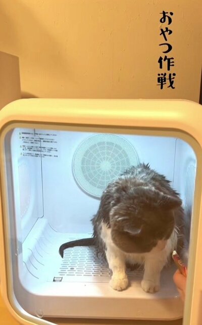 飼い主さんのおやつ作戦