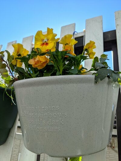 ダイソー、掛け植木鉢8号（24cm）にパンジーをメインに寄せ植えした写真