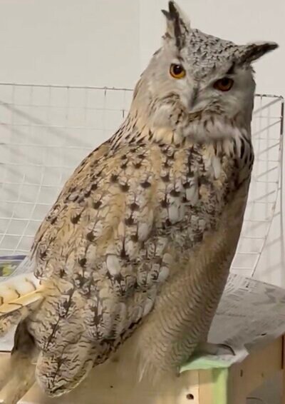 投稿動画のワンシーン