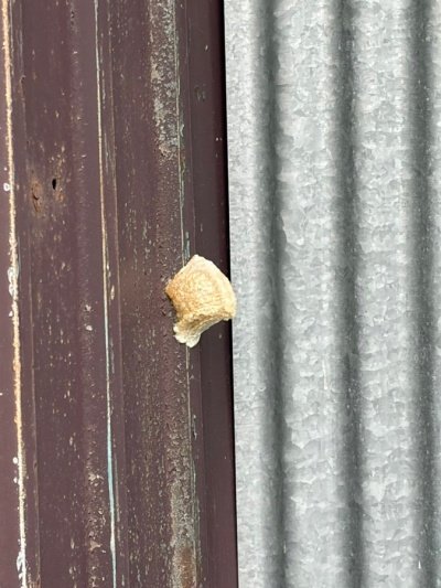 近くで見たカマキリの卵