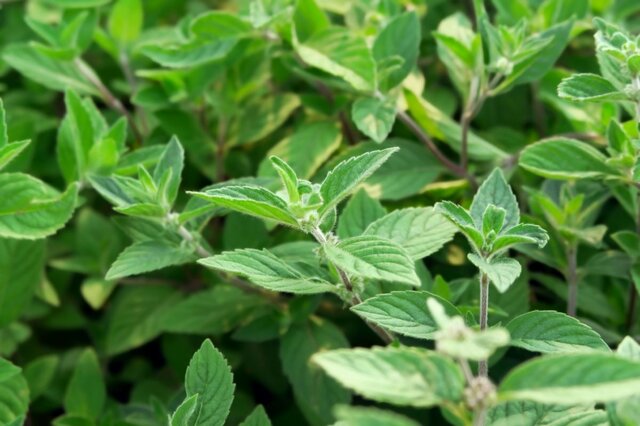 【ガーデニング】庭に植えてはいけない植物!?「繫殖力が強すぎる多年草など厳選5種」安全に楽しむ方法とは