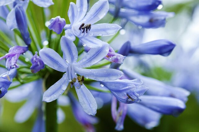 【日陰と湿気に強い花】植えっぱなしで《梅雨～夏の庭を彩る多年草》3選！手間いらずでオシャレ