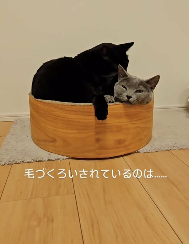 2匹の猫さんが仲良く毛づくろいしてるかと思ったら…→まさかの状況に思わず二度見