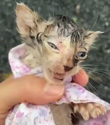 台風の中、命を繋いだ小さな子猫　成長後「ふっくら育った姿」に目頭が熱くなる