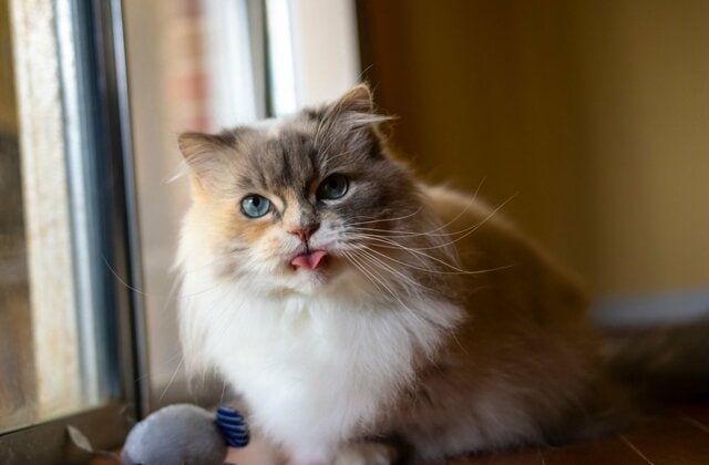 壁紙をボロボロにした「猫の余裕すぎる態度」に思わず笑ってしまう　「想像以上」「ふてぶてしくて好き」