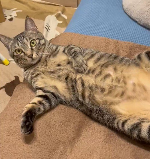 「わかっててもやってしまう……」　猫さんにやりがちな「あるある」に共感の声