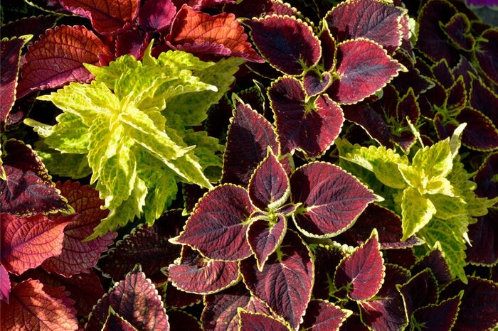 コリウスの葉。葉の色はえんじ色と黄緑。
