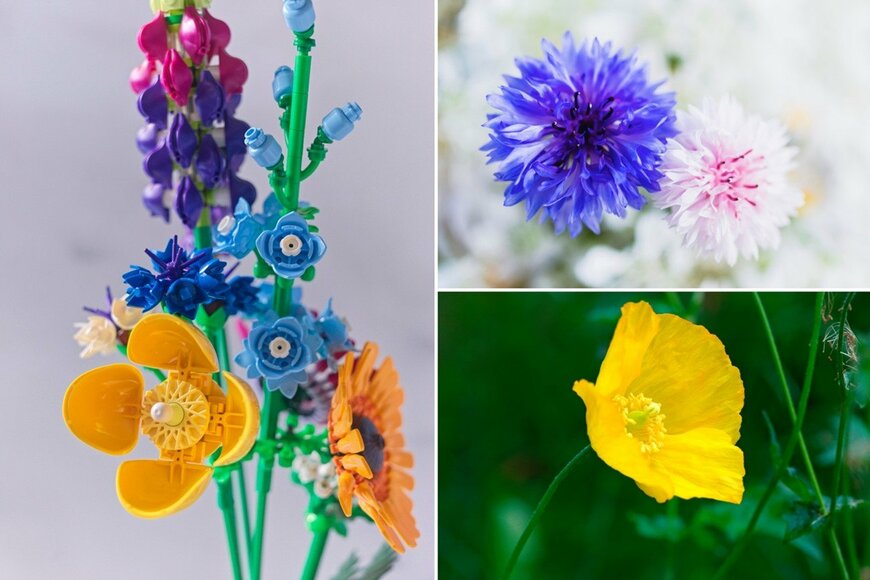 筆者撮影/Adobe Stock （taiyosun, bennytrapp）