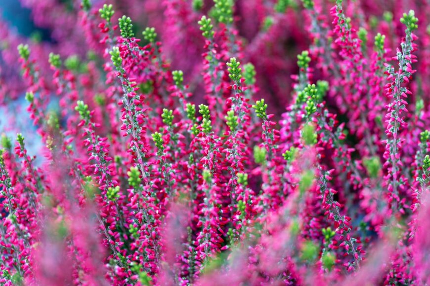 Fabrizio Guarisco/shutterstock.com