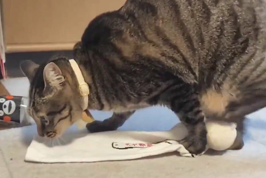 亀におもちゃの使い方を見せる猫→激しい「実演」に笑ってしまう　「あまりの激しさに亀が引いてる？」