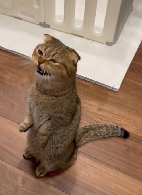 出所：@ponpokopontanu