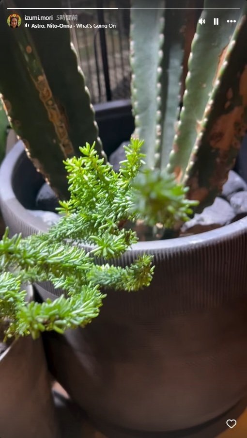 出所：森泉のInstagramストーリーズ（＠izumi.mori）　参照日：2025年11月27日