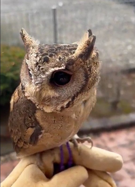 出所：@purinon2929k