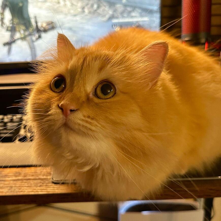 出所：@NEKOLAND13