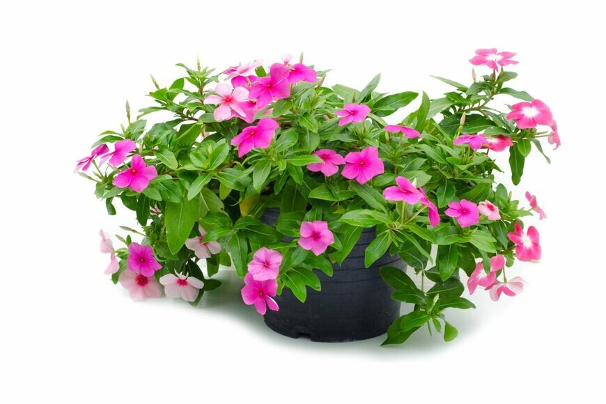 joloei/Shutterstock.com