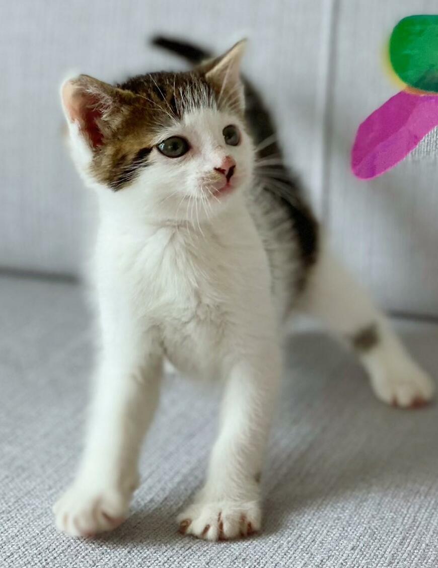 出所：@Saeroyi_cat