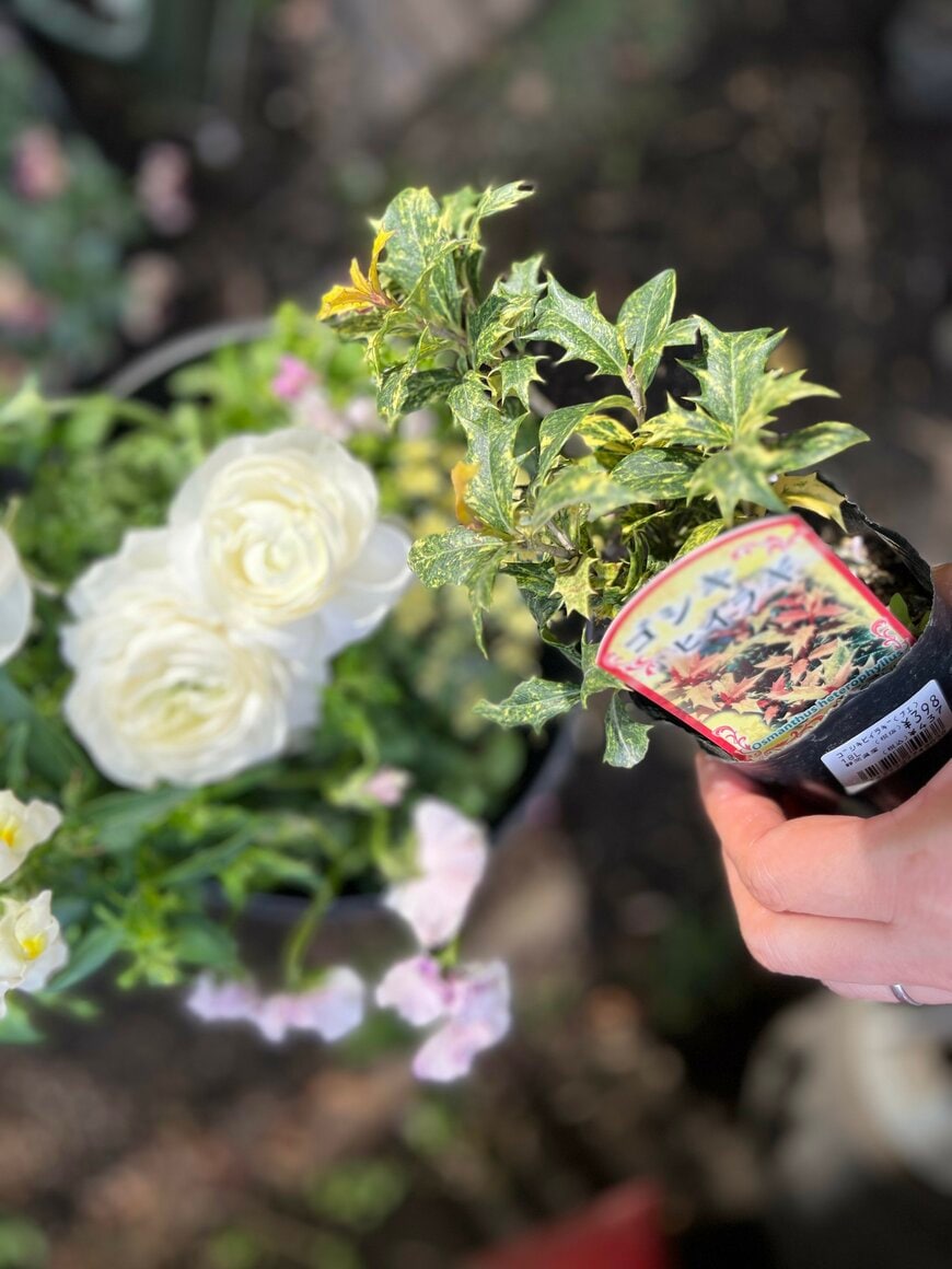 LIMOガーデニング部撮影