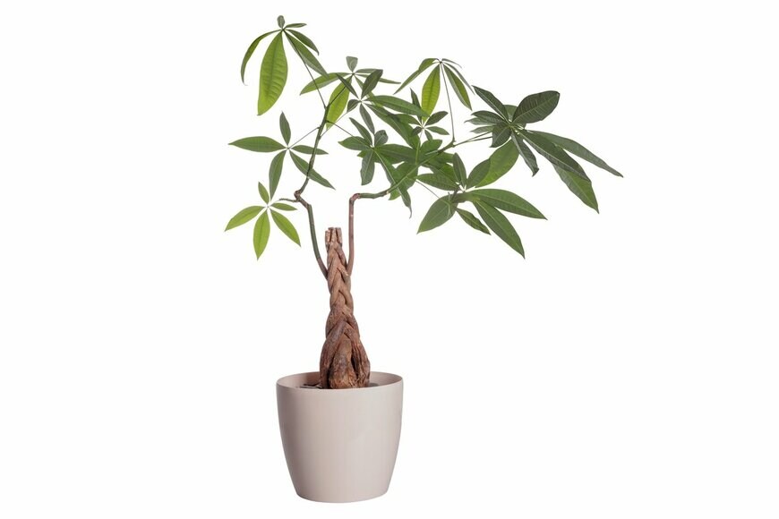 パキラ（k2photoprojectsh/shutterstock.com）