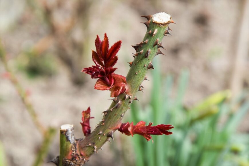 KanphotoSS/shutterstock.com