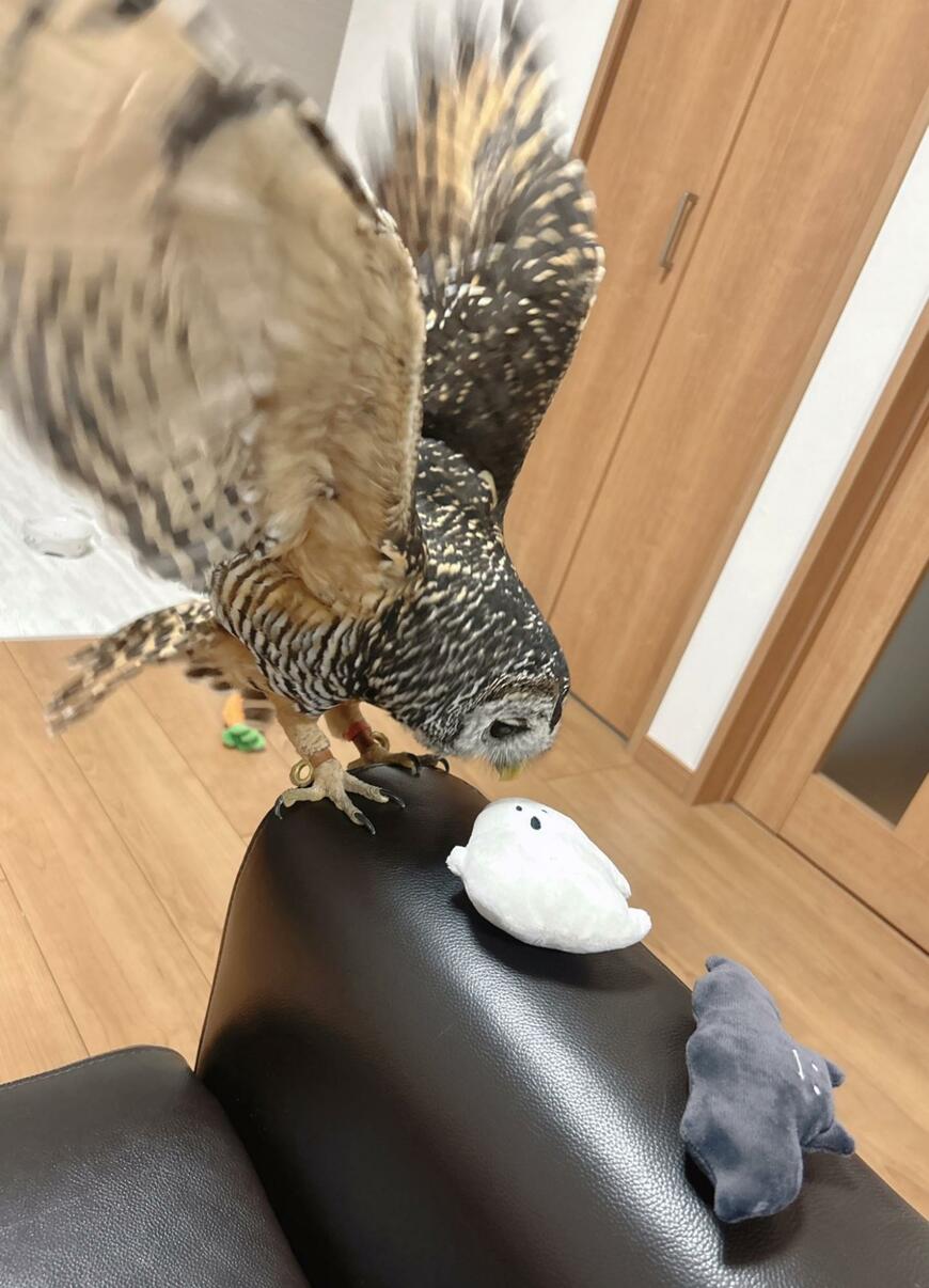 出所：@kanata_akas