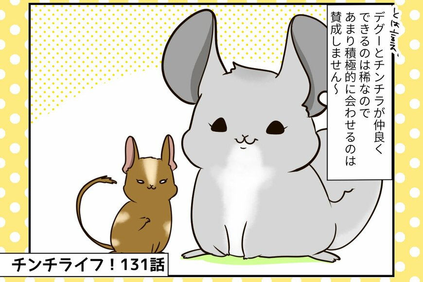 チンチラの「おみくじ」、デグーの「棟梁」と仲良くなれるか【チンチライフ131話】