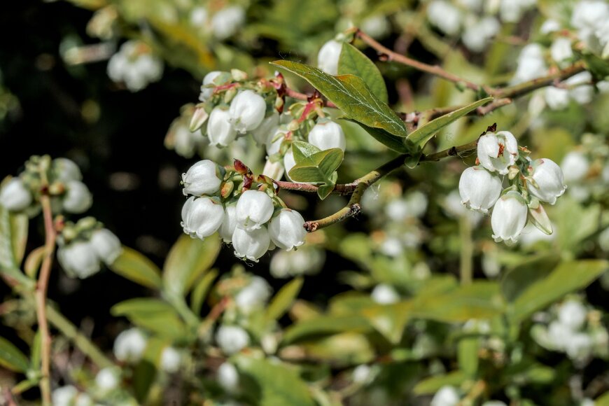 Nick Pecker/shutterstock.com