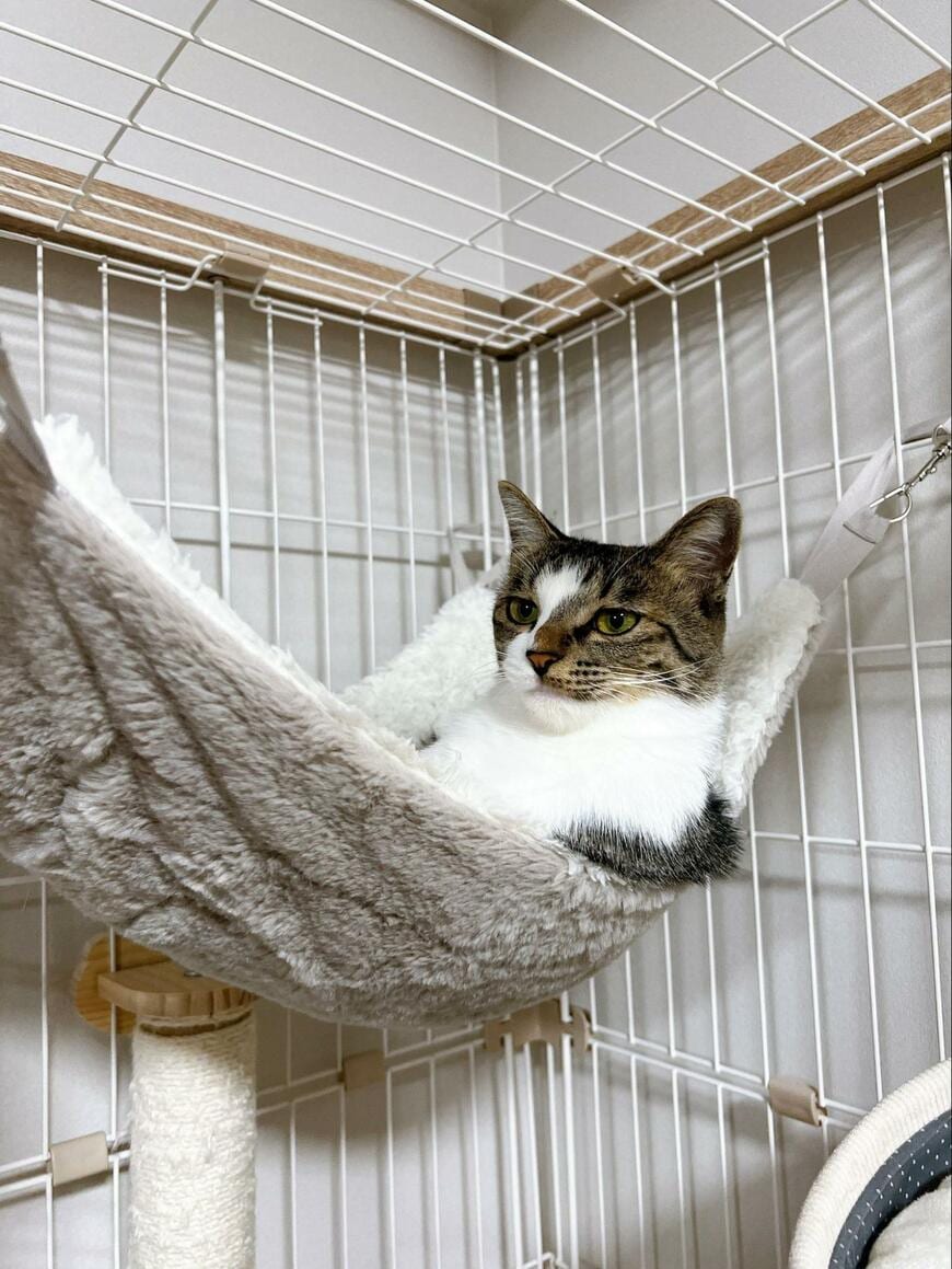 出所：@nekokawaii1214