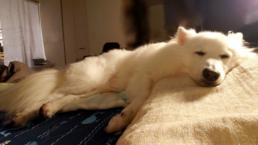 出所：@kukuri_shibainu