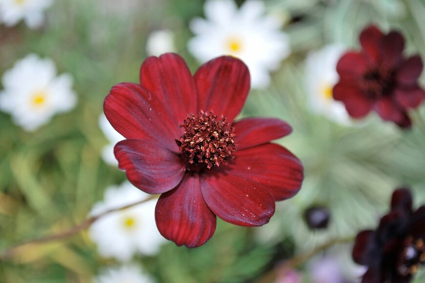 IACCC/Shutterstock.com