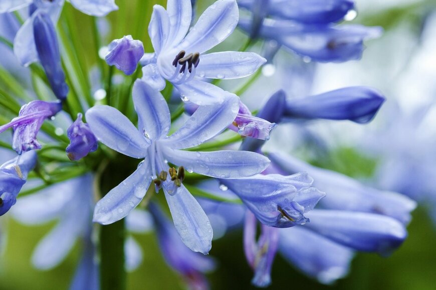 【日陰と湿気に強い花】植えっぱなしで《梅雨～夏の庭を彩る多年草》3選！手間いらずでオシャレ