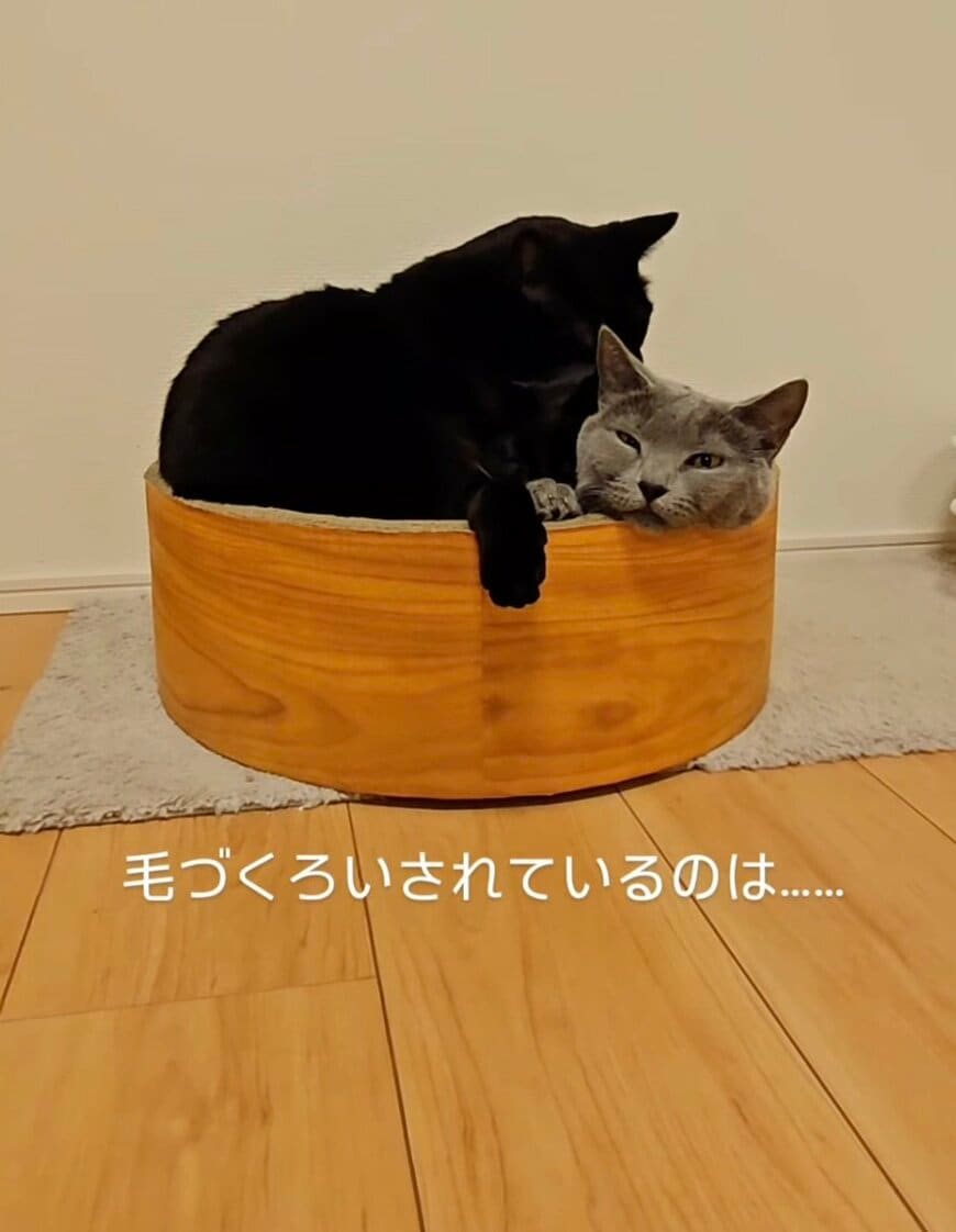 2匹の猫さんが仲良く毛づくろいしてるかと思ったら…→まさかの状況に思わず二度見