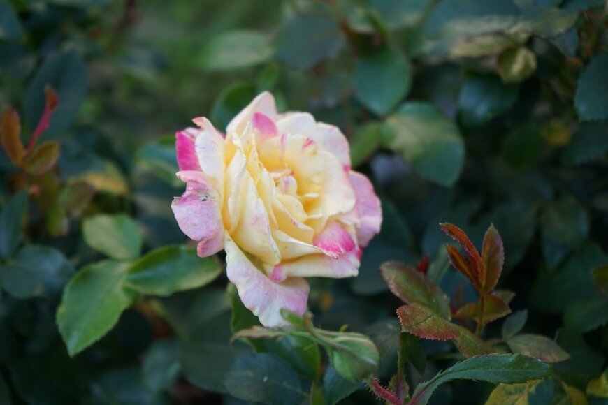 crystaldream/shutterstock.com