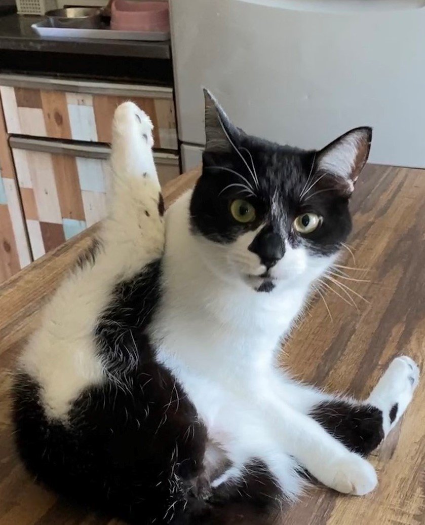 出所：@00shitemita