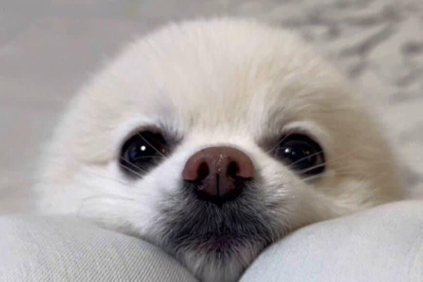 自宅でリラックスする「耳を隠した犬」　飼い主が「お耳ないねぇ」と話しかけた直後の行動が話題に