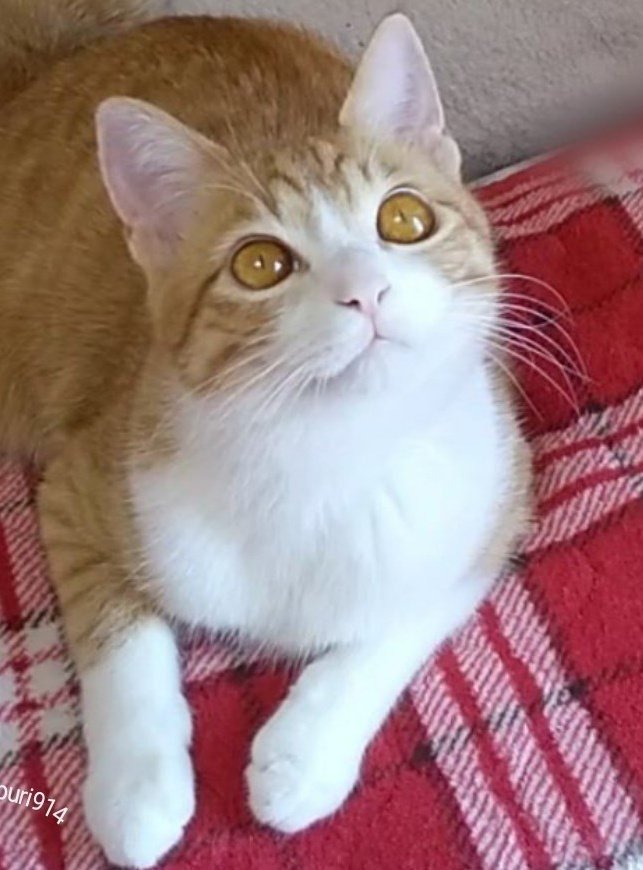 出所：@mero627puri914