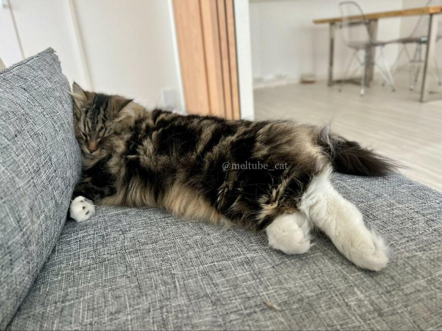 出所：@meltube_cat