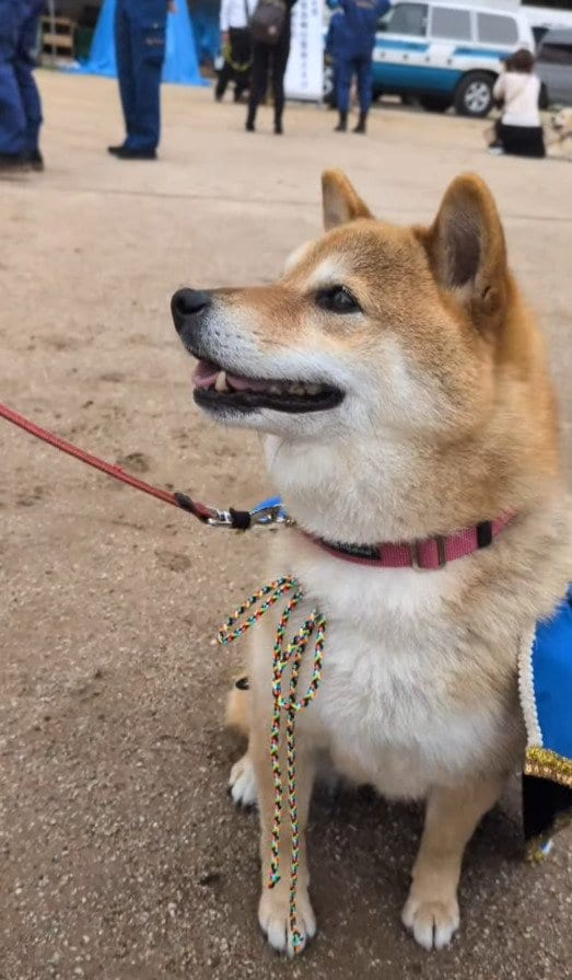 【警察犬】「警察犬が柴犬なんて...」滋賀県警の警察犬・柴犬のフーちゃんは7歳「地域捜索」の警察犬として活躍中「くるりん尻尾」が可愛い