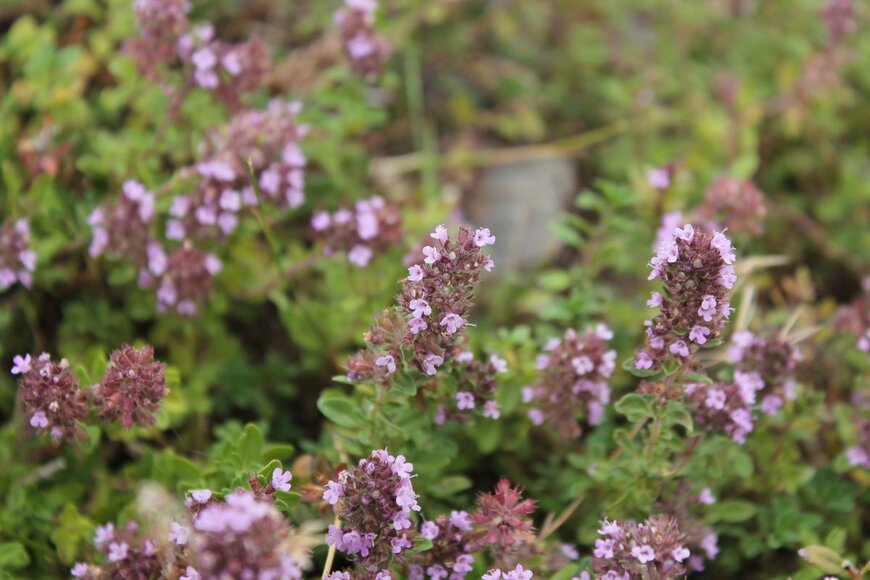 MIROFOSS/Shutterstock.com