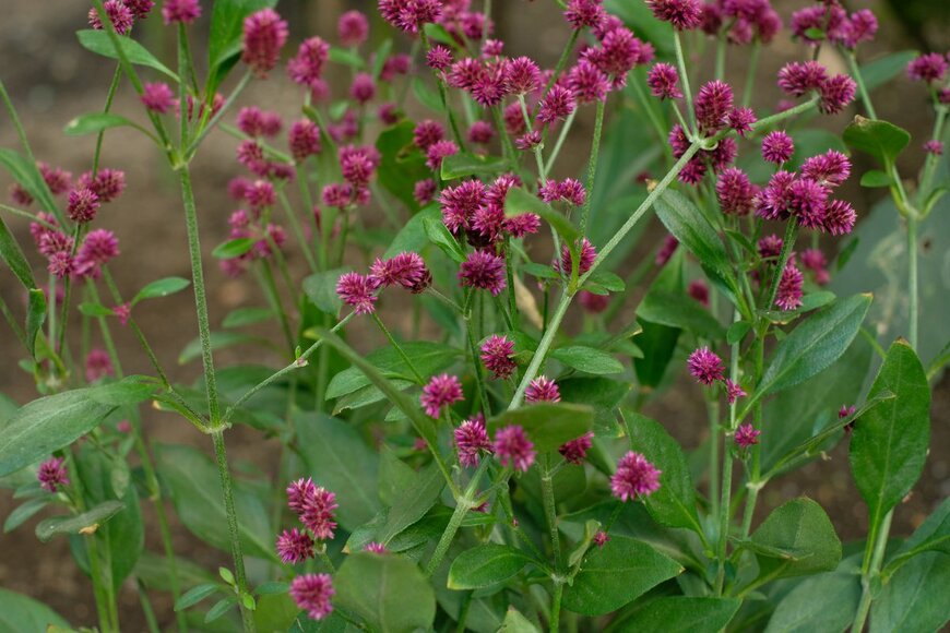 shepherdsatellite/shutterstock.com