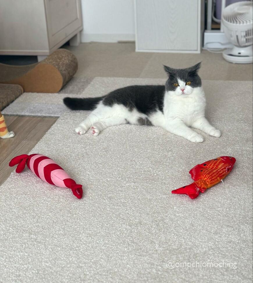 出所：@omochiomoching